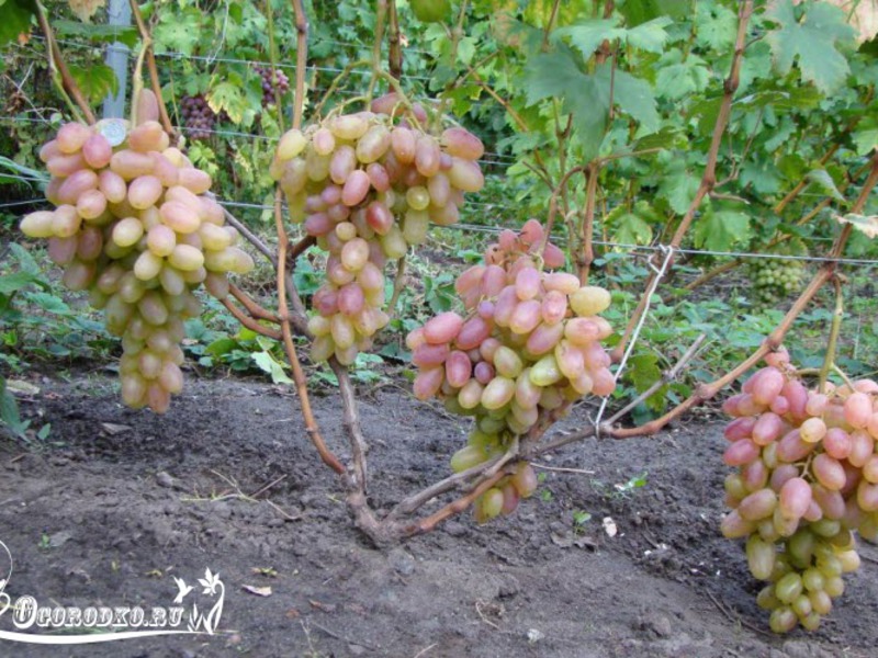 Как выглядит виноград Водограй
