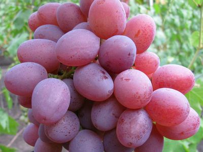 Рута гибридный сорт винограда