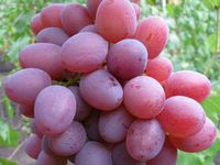 Виноград Рута — описание столового сорта