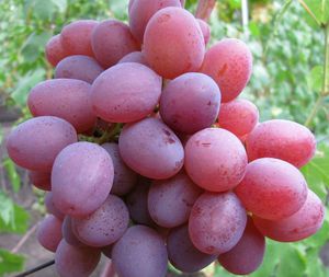 Виноград Рута — описание столового сорта 