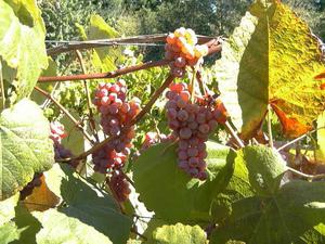 Виноград Рута - особенности растения