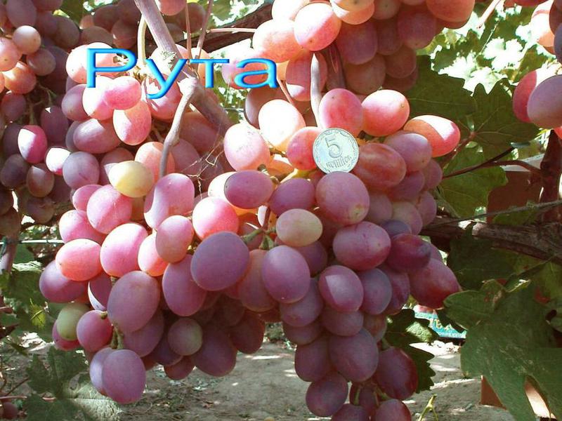 Мощный виноград Рута фото