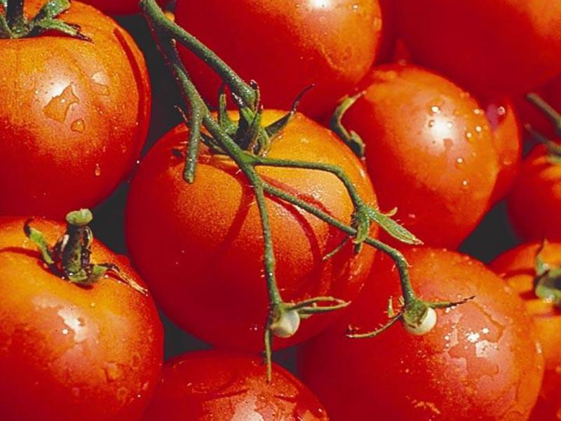 Выращивание томатов верлиока 