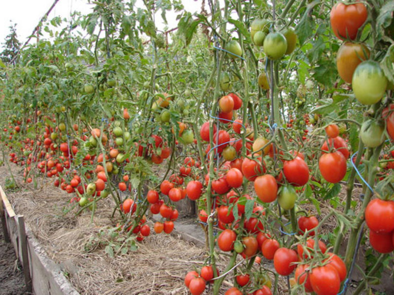 Выращивание томатов верлиока в открытом грунте