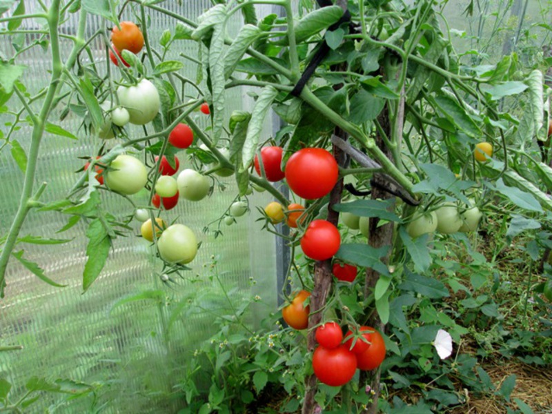 Характеристика сорта помидоров Верлиока