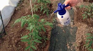 Выращиание помидоров в открытом грунте