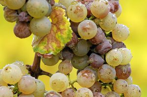 Как правильно посадить белый виноград