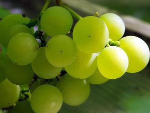 Как вырастить виноград на участке