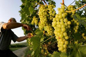 Особенности белого винограда