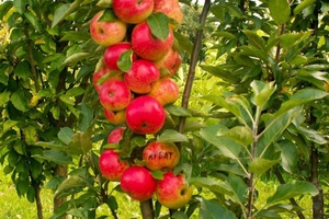 Как вырастить колоновидные яблони