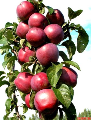 Особенности ухода за колоновидными яблонями