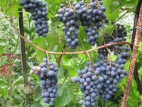 Кисть винограда Агат Донской