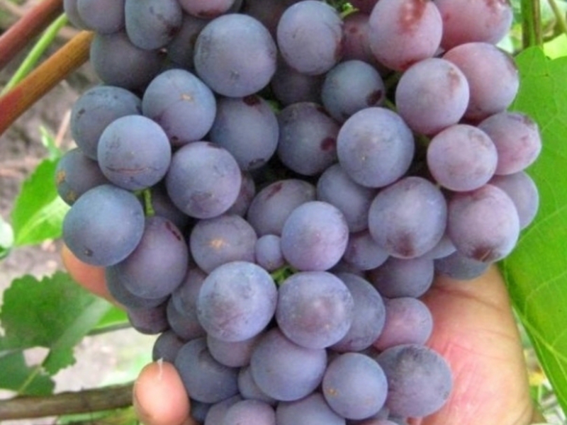 Самые популярные сорта винограда