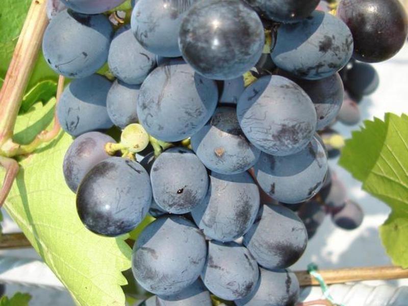 Выращивание винограда 