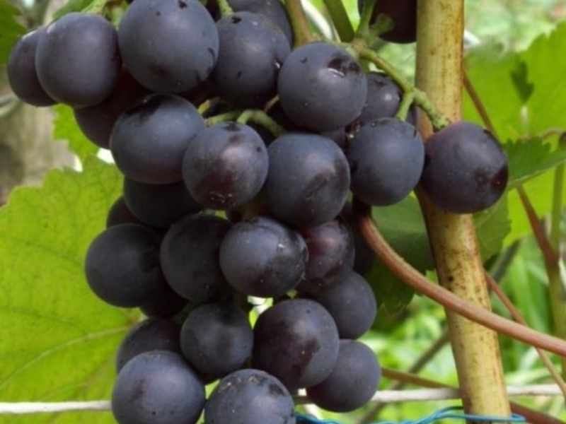 Описание винограда сорта Агат Донской