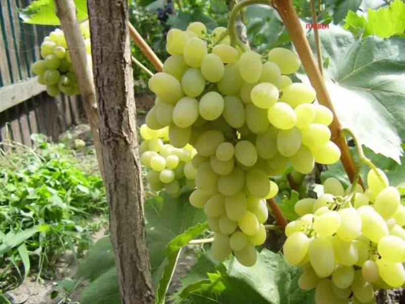 Особенность винограда