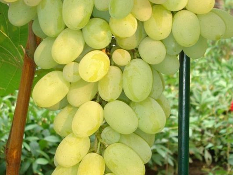 Как посадкить виноград плевен