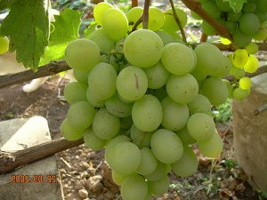 Вредители винограда