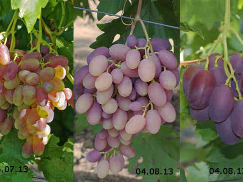 Плоды винограда виктор