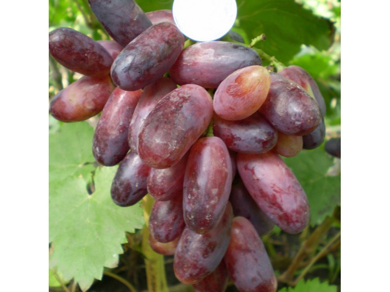 Чем подкормить виноград