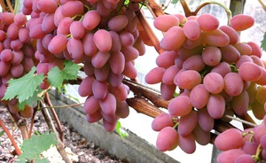 Виноград гелиодор