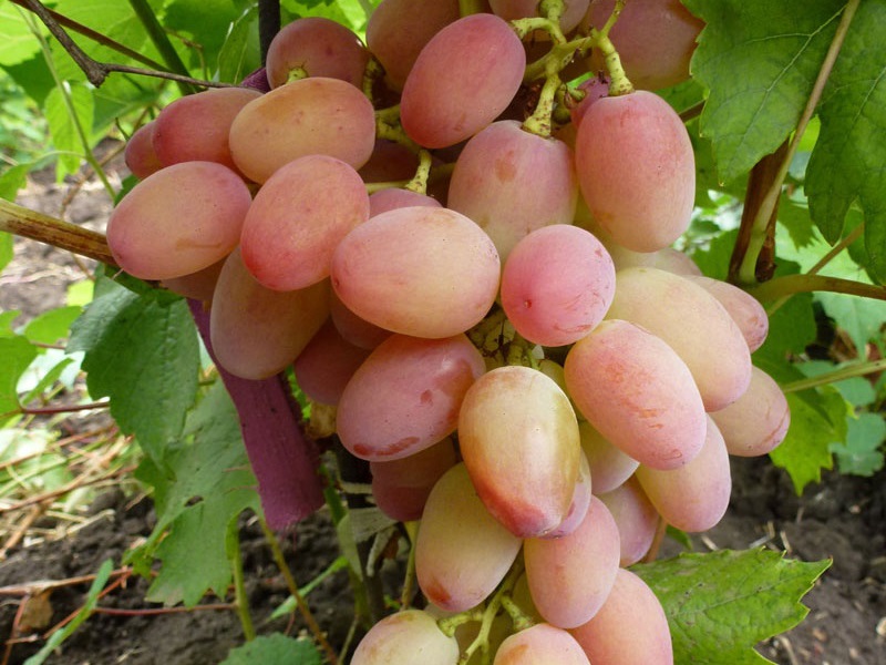 Высадка винограда