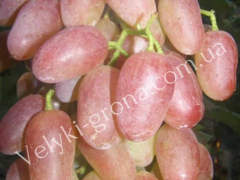 Плоды винограда гелиос