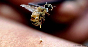 Состав яда пчелы