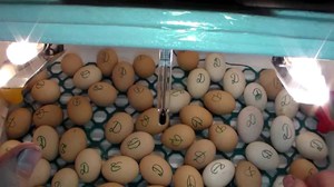 Яйца в инкубаторе-технология процесса
