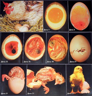 Стадии развития яиц в инкубаторе