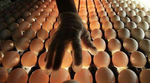 Закладка яиц в инкубатор-технология