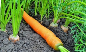 Особенности выращивания моркови