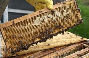 Особенности разведения пчел