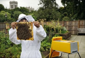 С чего начать разведение пчел
