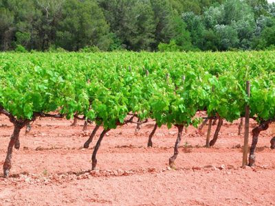 Расстояние между кустами винограда при посадке как рассчитать