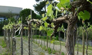 Виноград на приусадебном участке