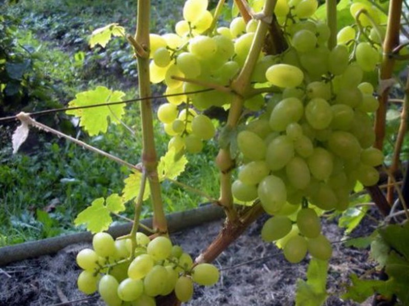 Выращивание винограда восторг