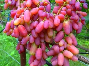 Вредители винограда