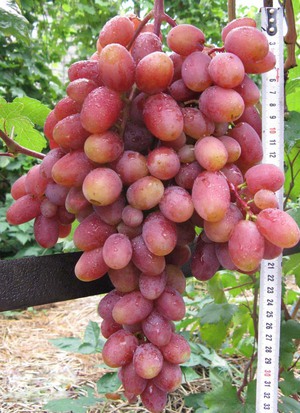 Анализ сортов винограда