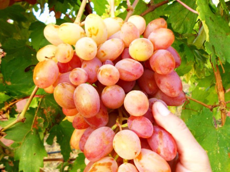 Сочный сорт винограда