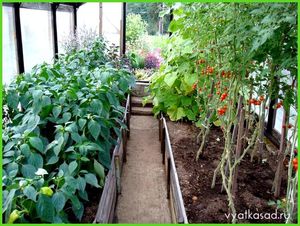 Как выращивать в теплице помидоров