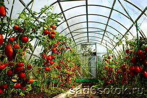 Как надо выращивать томатов в теплице 