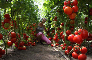 Обильный урожай томатов