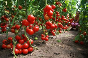 Урожай томатов 