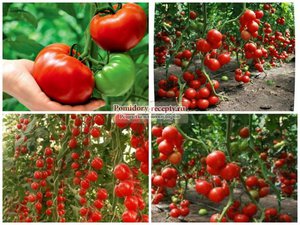 Сорта помидоров 