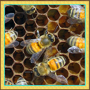 Правила размножения пчел