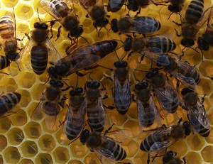 Как определить породу пчел