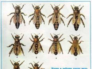Какие есть породы пчел