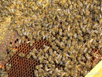 Породы пчел