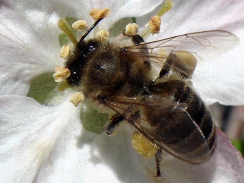 Как выяснить породу пчел
